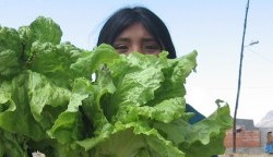 cropped-img_12561-250x144
